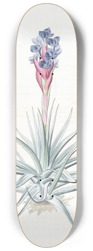 Sydenham Edwards - Erect Tillandsia 8.25 inch art skate deck