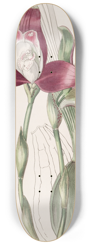 Sydenham Edwards - Even-flowered Lycaste 8.25 inch art skate deck