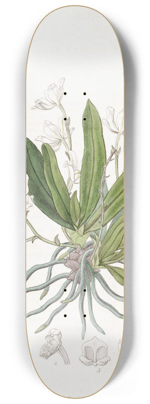 Sydenham Edwards - Falcate-leaved Sarcochilus 8.25 inch art skate deck