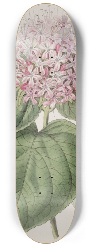 Sydenham Edwards - Fragrant Clerodendron 8.25 inch art skate deck