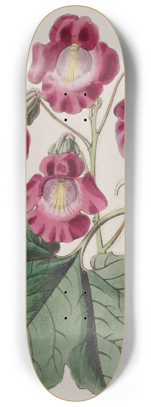 Sydenham Edwards - Fragrant Martynia 8.25 inch art skate deck