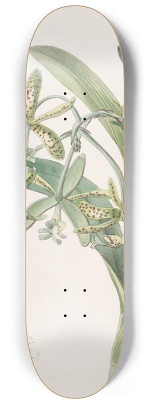 Sydenham Edwards - Frog Epindendrum 8.25 inch art skate deck