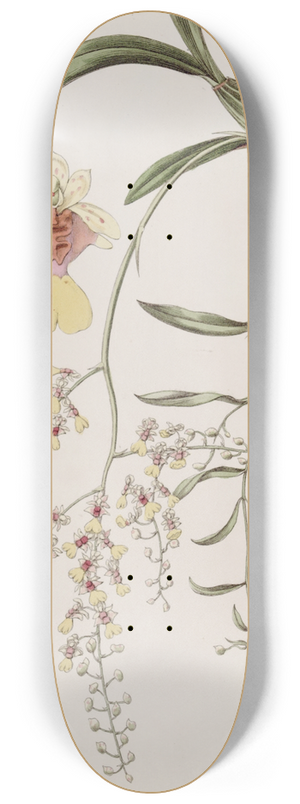 Sydenham Edwards - Frog Oncidium 8.25 inch art skate deck