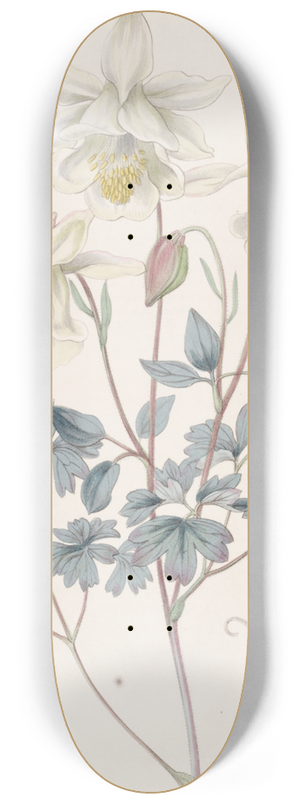 Sydenham Edwards - Glaucous Columbine 8.25 inch art skate deck
