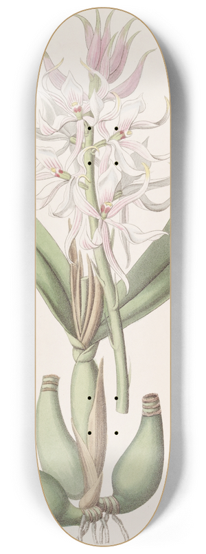 Sydenham Edwards - Glumaceous Epidendrum 8.25 inch art skate deck