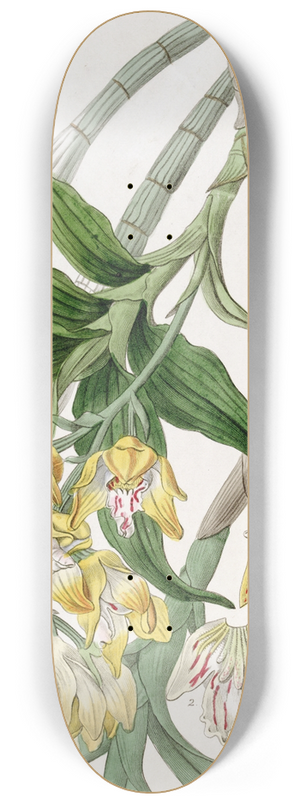 Sydenham Edwards - Golden-flowered Chysis 8.25 inch art skate deck