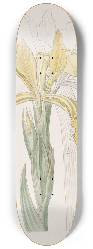 Sydenham Edwards - Golden Iris 8.25 inch art skate deck