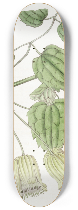 Sydenham Edwards - Green-flowered Clematis 8.25 inch art skate deck