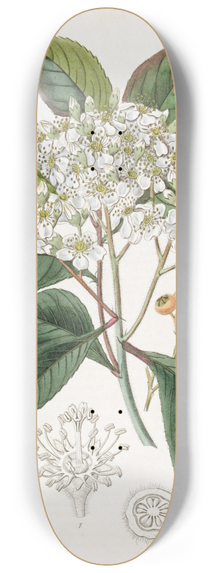 Sydenham Edwards - Grey-leaved Stranvaesia 8.25 inch art skate deck