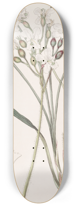 Sydenham Edwards - Hairy Stylewort 8.25 inch art skate deck