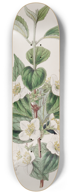 Sydenham Edwards - Hairy Syringa 8.25 inch art skate deck