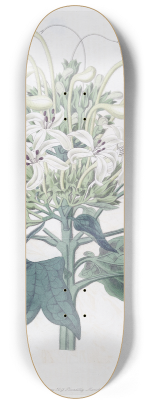 Sydenham Edwards - Halberd-Leaved Clerodendron 8.25 inch art skate deck
