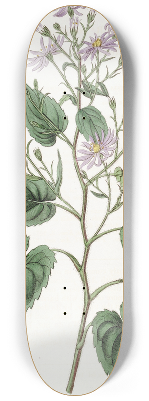 Sydenham Edwards - Heart-leaved Aster 8.25 inch art skate deck