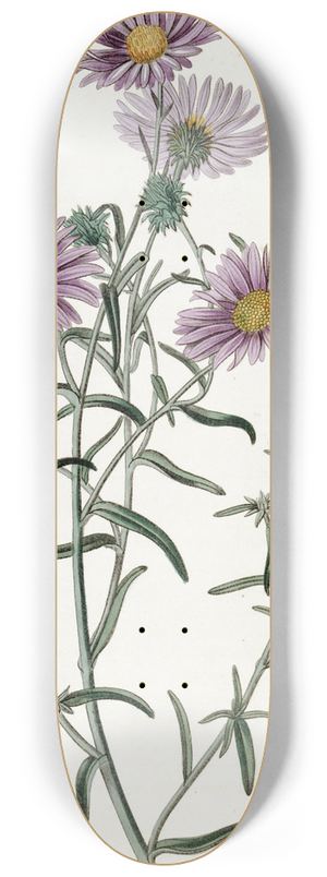 Sydenham Edwards - Hoary Diplopappus 8.25 inch art skate deck