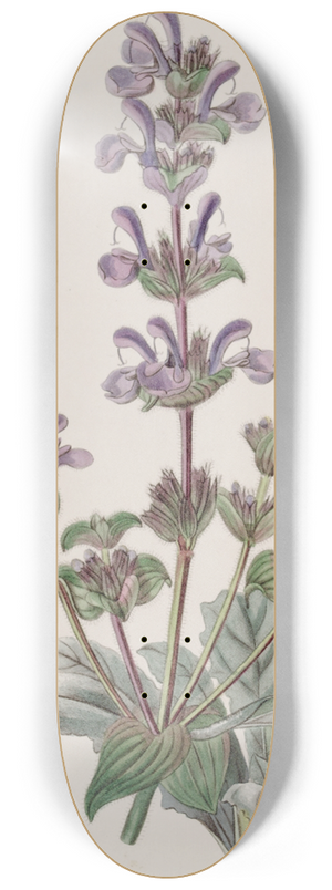 Sydenham Edwards - Hoary Sage 8.25 inch art skate deck