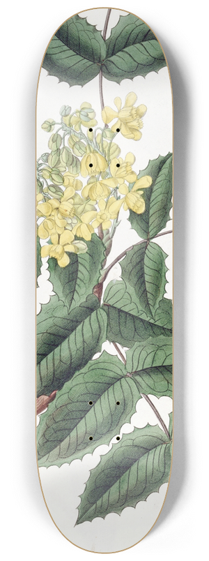 Sydenham Edwards - Holly-leaved Berberry 8.25 inch art skate deck