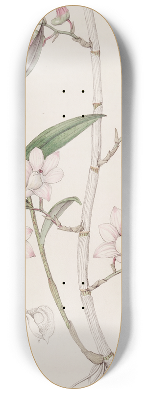 Sydenham Edwards - Hooked Dendrobe 8.25 inch art skate deck