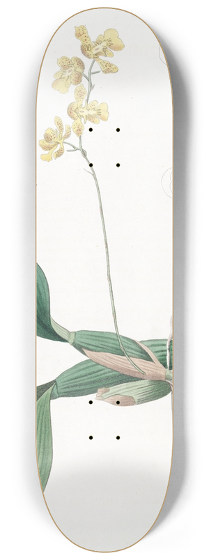 Sydenham Edwards - Horned Oncidium 8.25 inch art skate deck