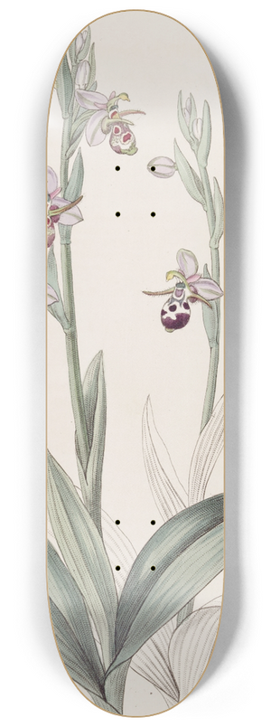 Sydenham Edwards - Horned Ophrys 8.25 inch art skate deck