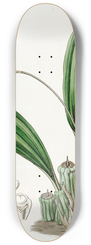 Sydenham Edwards - Imbricated Pholidota 8.25 inch art skate deck