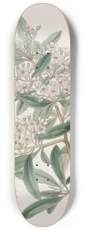 Sydenham Edwards - Indian Pyracantha 8.25 inch art skate deck