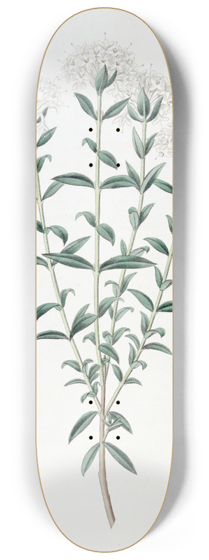 Sydenham Edwards - Intermediate Pimelea 8.25 inch art skate deck