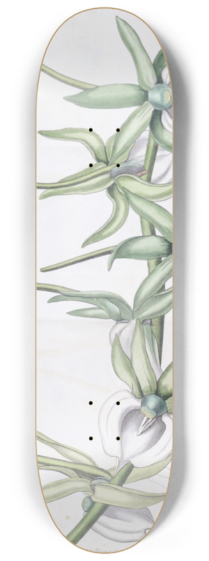 Sydenham Edwards - Ivory Angraecum 8.25 inch art skate deck