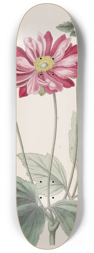 Sydenham Edwards - Japanese Anemone 8.25 inch art skate deck