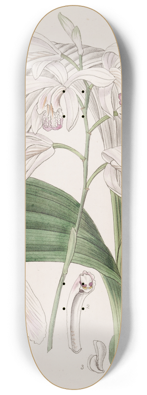 Sydenham Edwards - Japanese Bletia 8.25 inch art skate deck