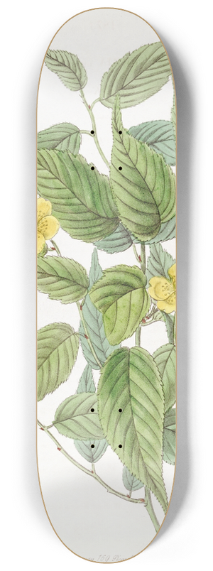 Sydenham Edwards - Japan Kerria 8.25 inch art skate deck