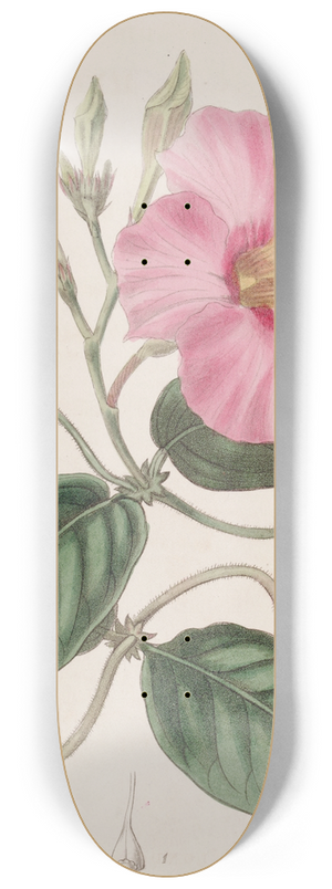 Sydenham Edwards - Knob-jointed Dipladenia 8.25 inch art skate deck