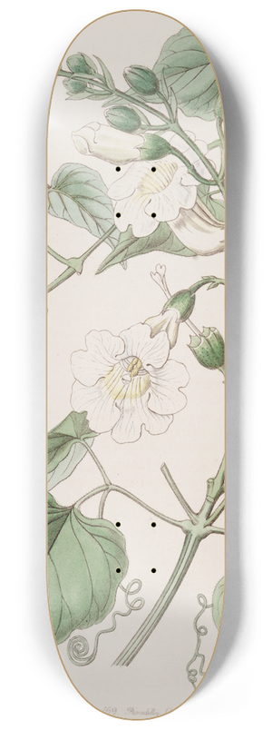 Sydenham Edwards - Lady Carolines Bignonia 8.25 inch art skate deck