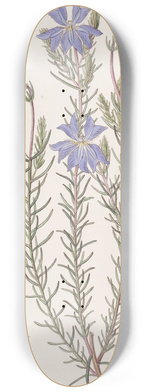 Sydenham Edwards - Large Blue Leschenaultia 8.25 inch art skate deck