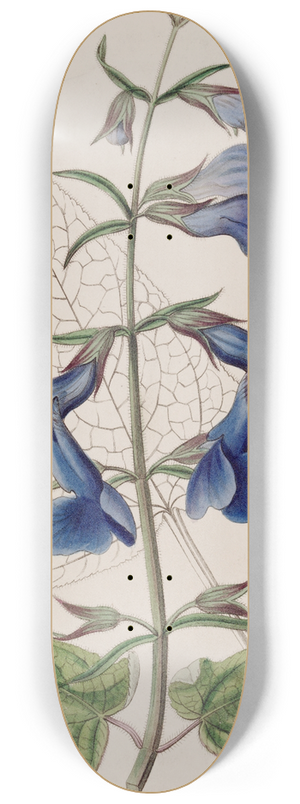 Sydenham Edwards - Large Blue Mexican Sage 8.25 inch art skate deck