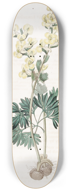 Sydenham Edwards - Large-bracted Corydalis 8.25 inch art skate deck