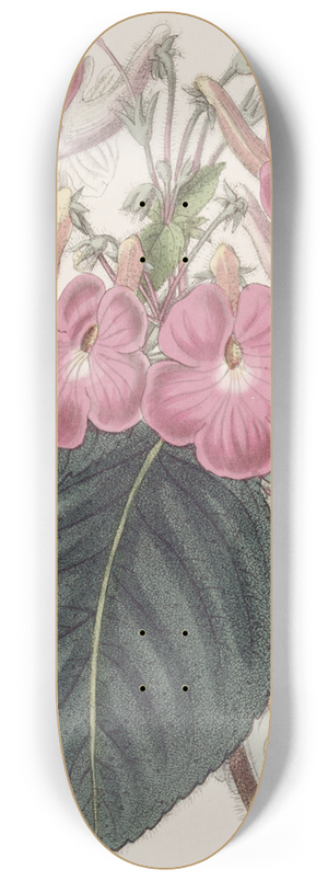 Sydenham Edwards - Large-flowered Achimenes 8.25 inch art skate deck