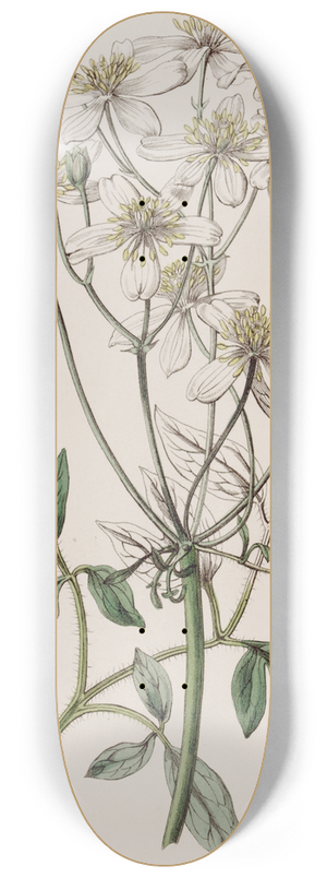 Sydenham Edwards - Large-flowered erect Clematis 8.25 inch art skate deck