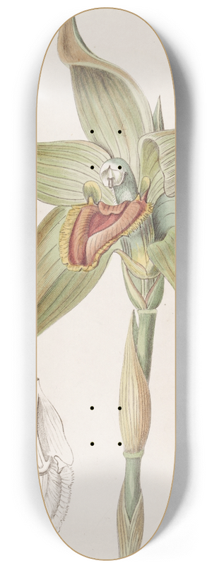 Sydenham Edwards - Large-flowered Lycaste 8.25 inch art skate deck