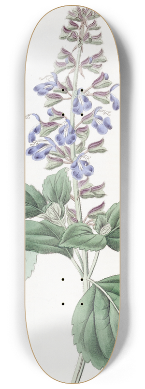 Sydenham Edwards - Leafy Mexican Sage 8.25 inch art skate deck