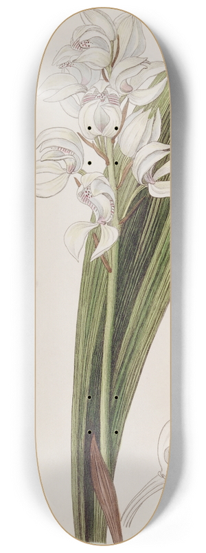 Sydenham Edwards - Lily-flowered Govenia 8.25 inch art skate deck