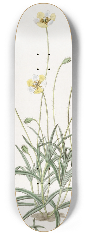 Sydenham Edwards - Linear-leaved Platystigma 8.25 inch art skate deck