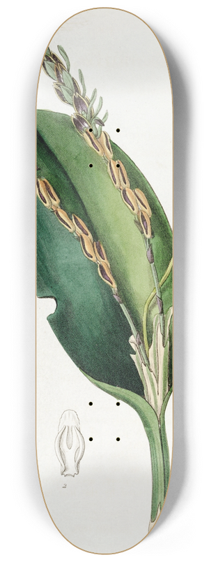 Sydenham Edwards - Lizard-headed Pleurothallis 8.25 inch art skate deck