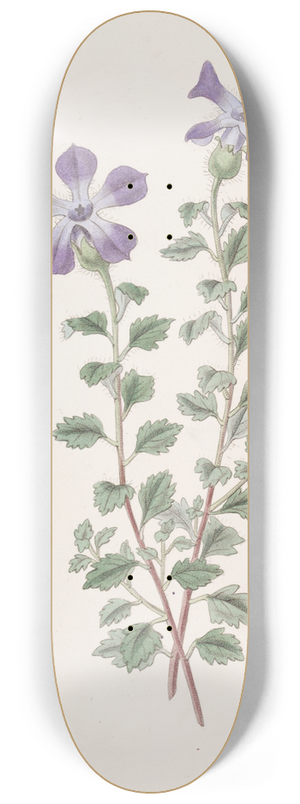 Sydenham Edwards - Lobed Cyananth 8.25 inch art skate deck