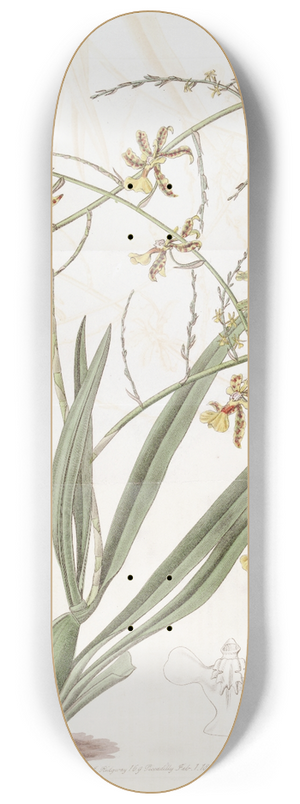 Sydenham Edwards - Lofty Oncidium 8.25 inch art skate deck