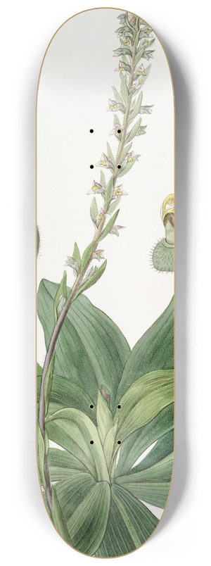 Sydenham Edwards - Long-bracted Ladys Traces 8.25 inch art skate deck