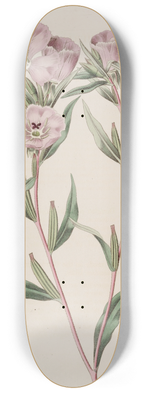 Sydenham Edwards - Long-branched Oenothera 8.25 inch art skate deck