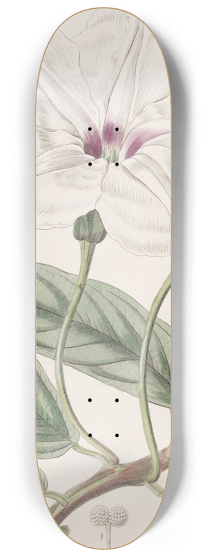 Sydenham Edwards - Long-leaved Ipomaea 8.25 inch art skate deck