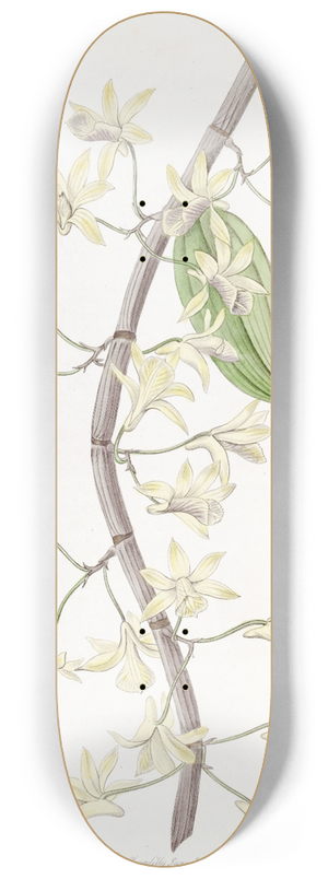 Sydenham Edwards - Long-spiked Dendrobium 8.25 inch art skate deck