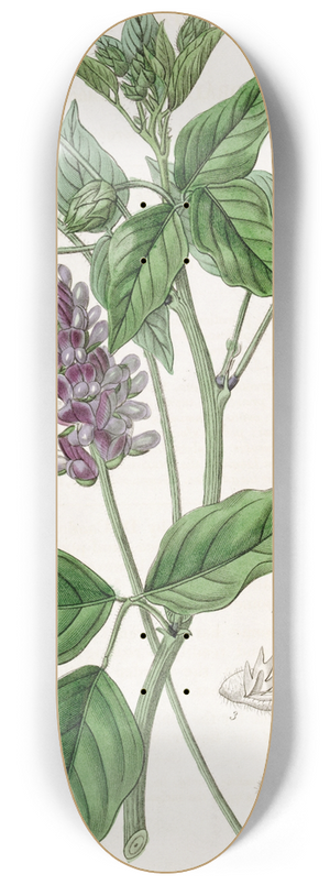 Sydenham Edwards - Long-spiked Psoralea 8.25 inch art skate deck