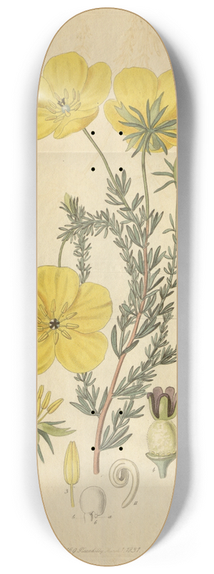 Sydenham Edwards - Long-stalked Ledocarpum 8.25 inch art skate deck